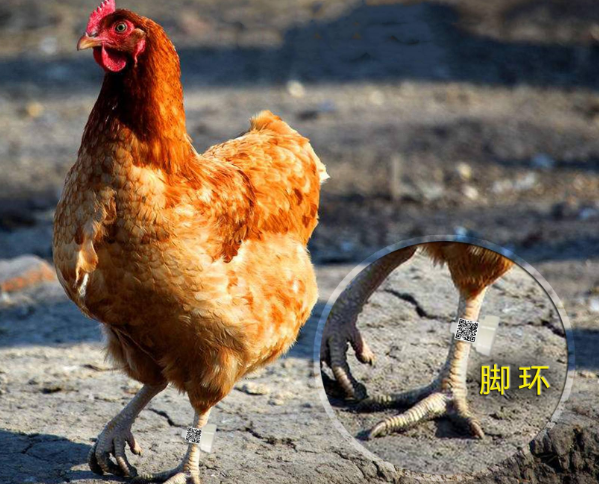 鸡脚环二维码区块链追溯系统