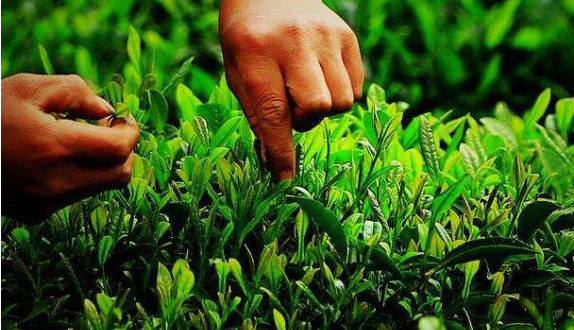 茶叶种植质量安全二维码可追溯系统